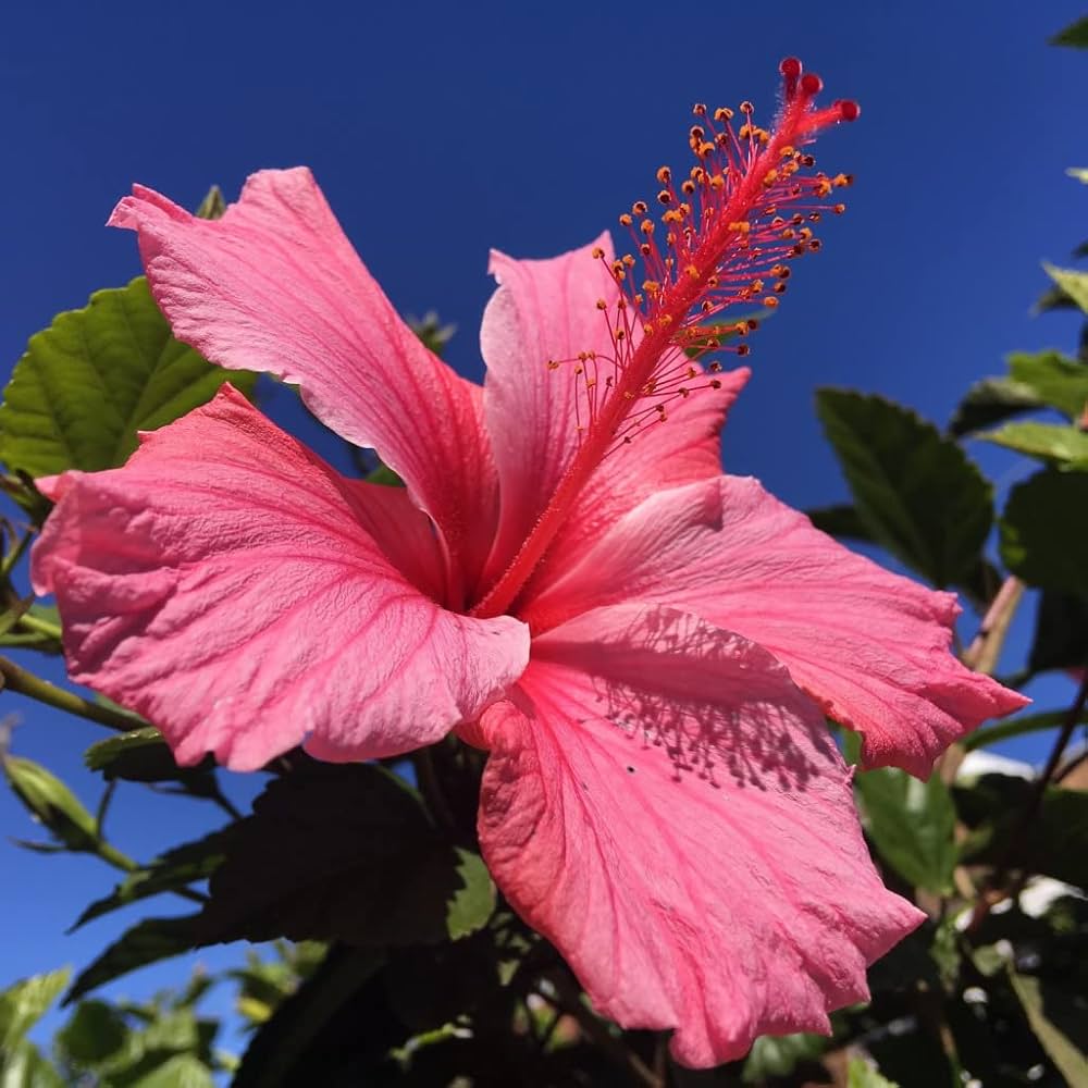 Hibiscus (flower red orange giant) for planting in garden